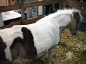 Heimtiermesse 2009   100